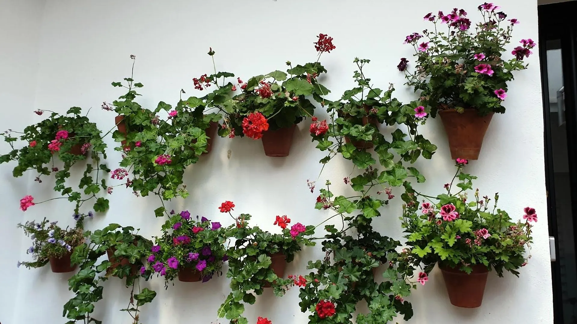 Entre Patios Y Flores Cordova